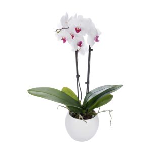 Rosa Herz der Orchidee Phalaenopsis
