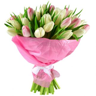 White and pink Tulips
